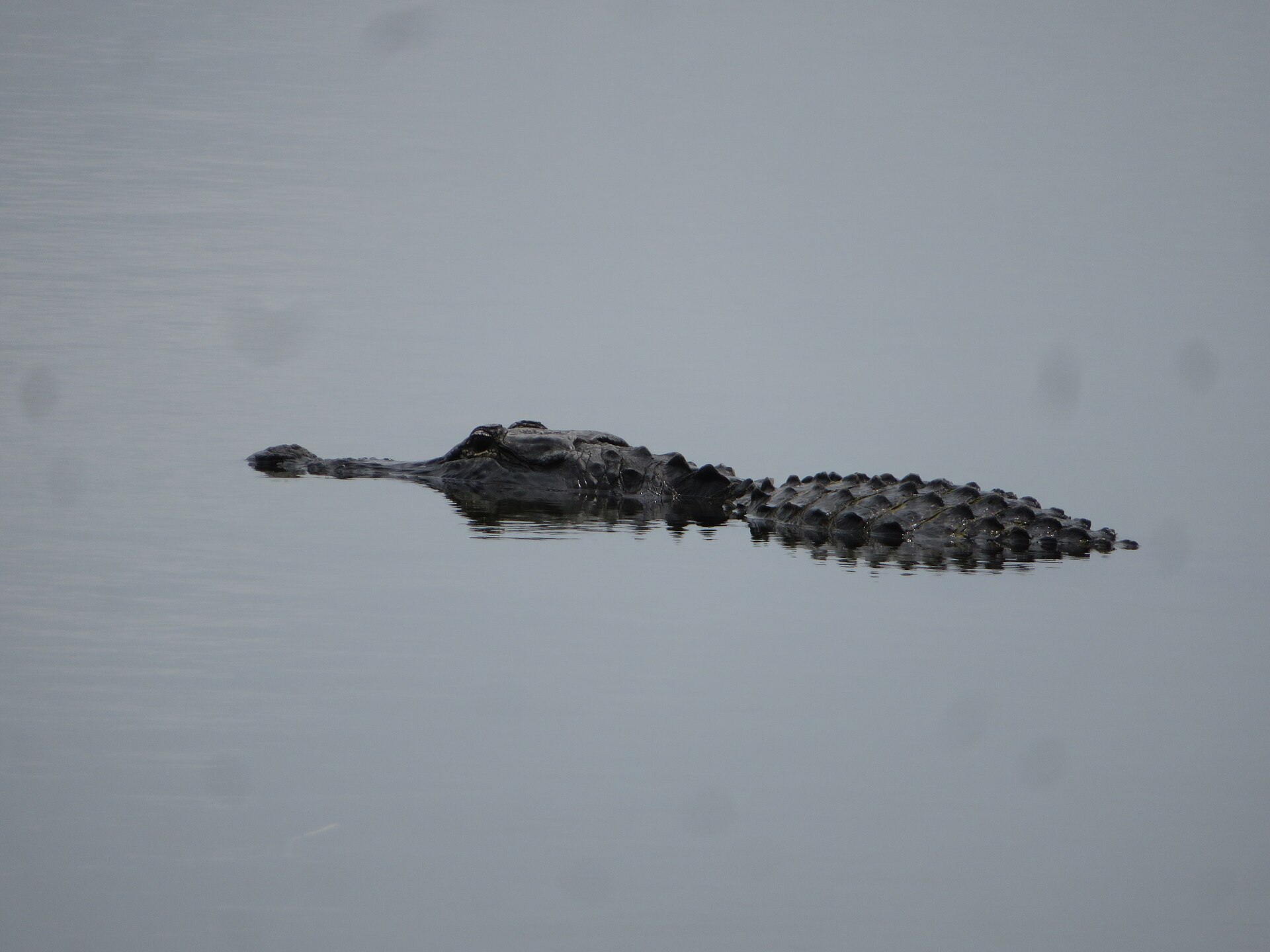 canoe trip scenery for Everglades Nine Mile Pond near Florida
