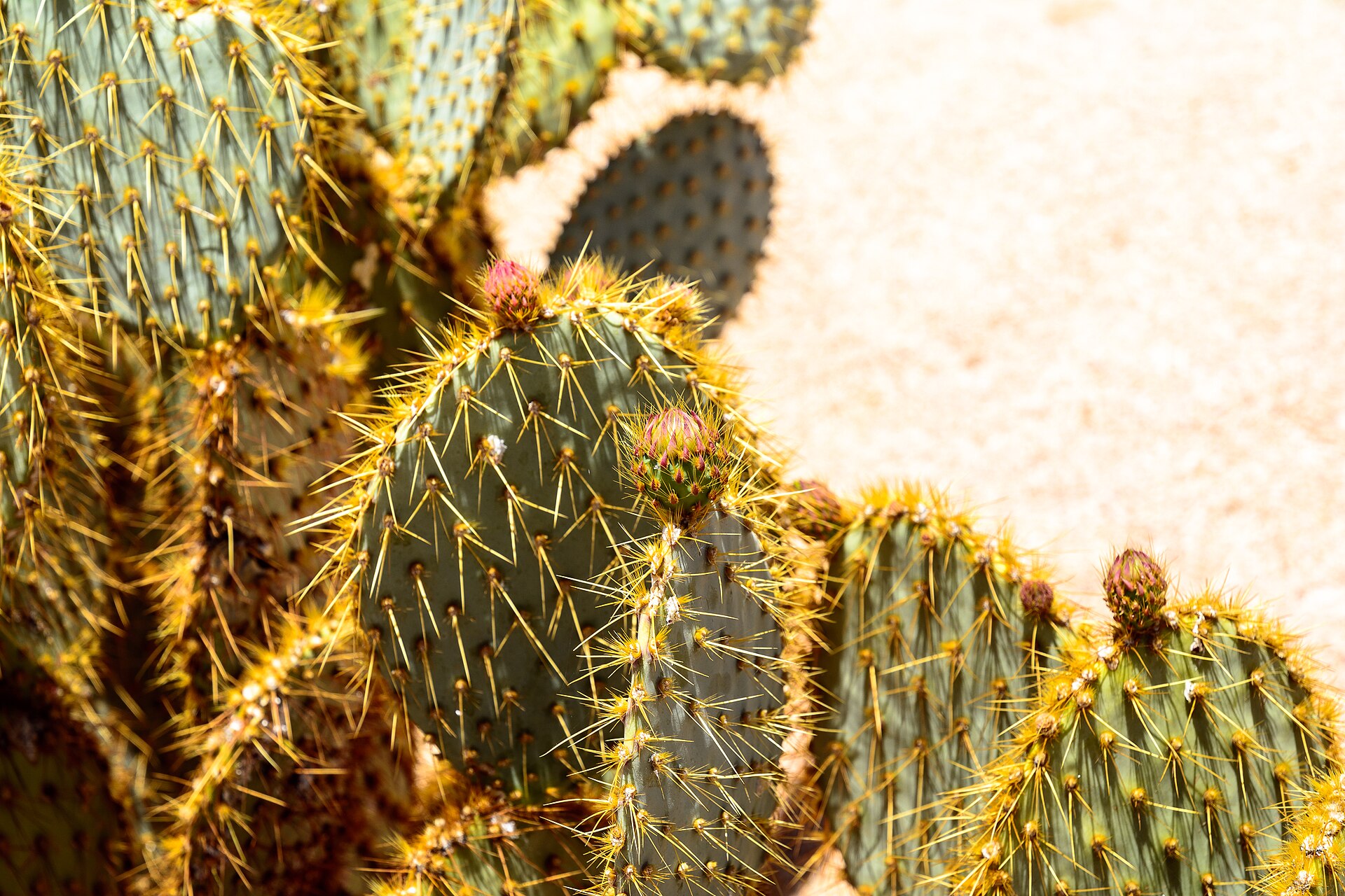 hike scenery for Joshua Tree Hidden Valley near California
